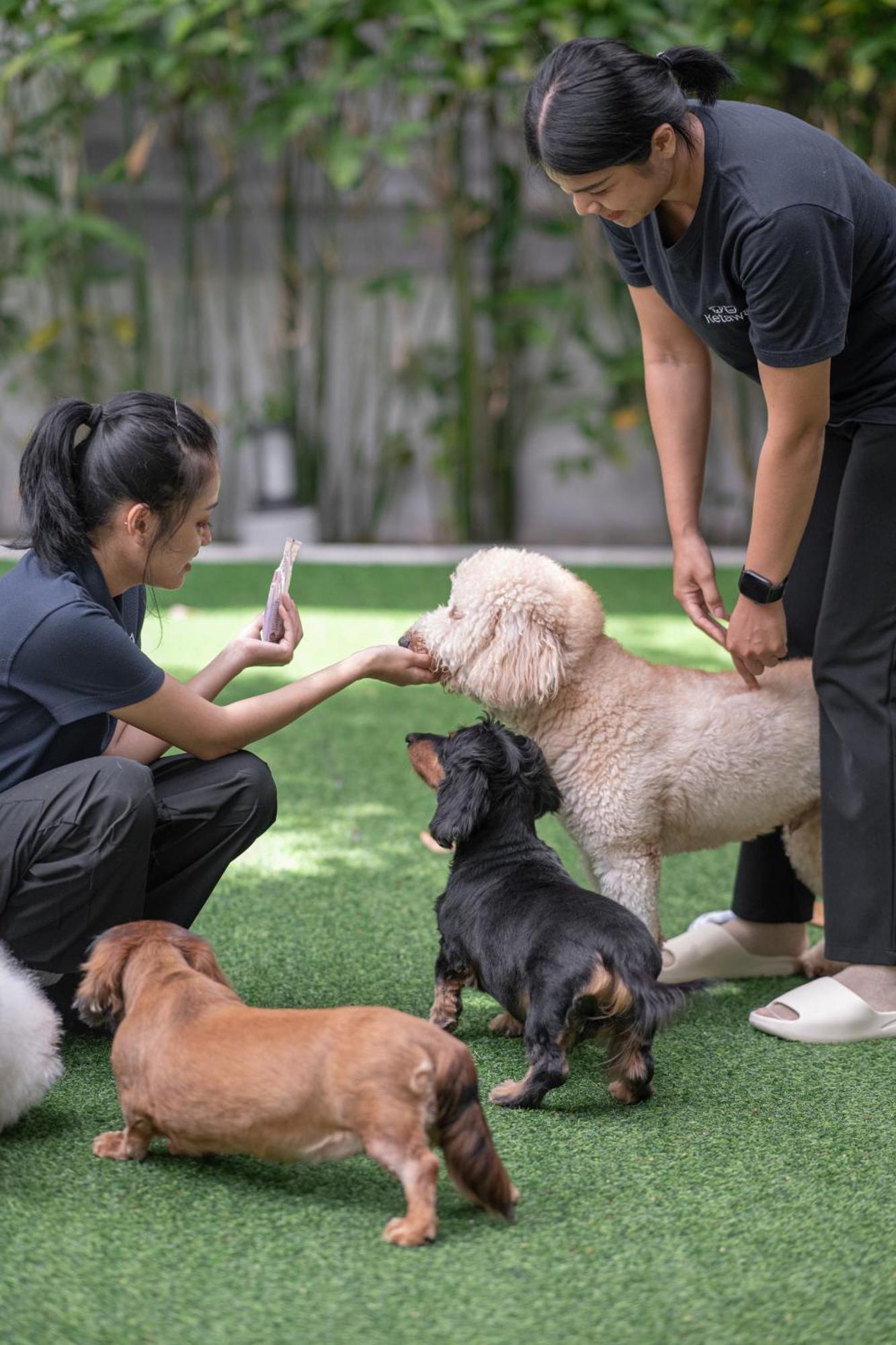Ketawa Pet Friendly Hotel Chiang Mai Bagian luar foto